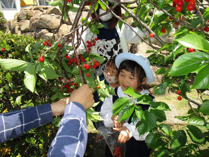 5月　さくらんぼの収穫